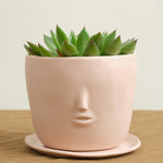 Rami Kim Studio Home Planters Face Pot Set in Blush Blush / 4” D X 4” H