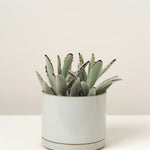Hasami Porcelain Home Planters Large Planter Gloss Gray / 5" D X 4" H