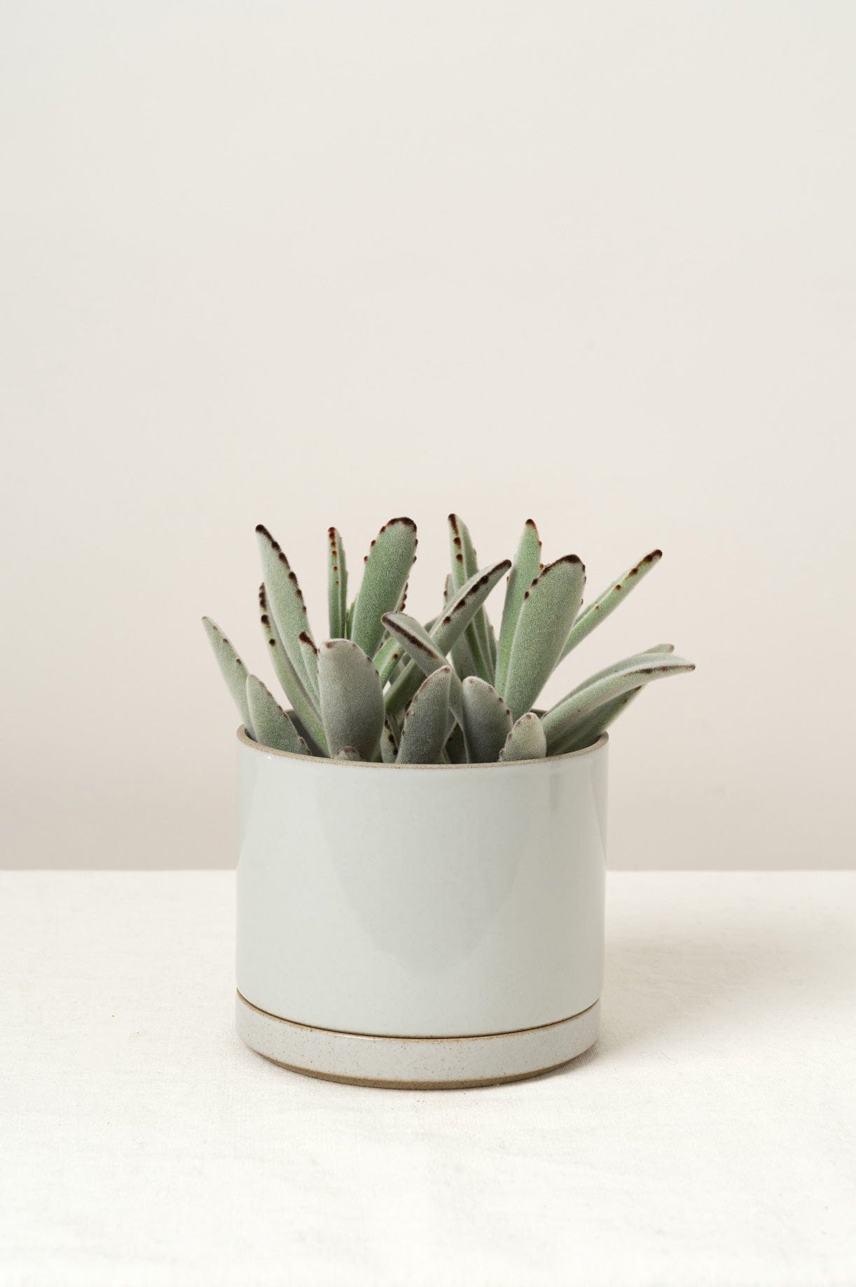 Hasami Porcelain Home Planters Large Planter Gloss Gray / 5" D X 4" H