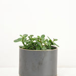 Hasami Porcelain Home Planters Large Planter Black / 5" D X 4" H