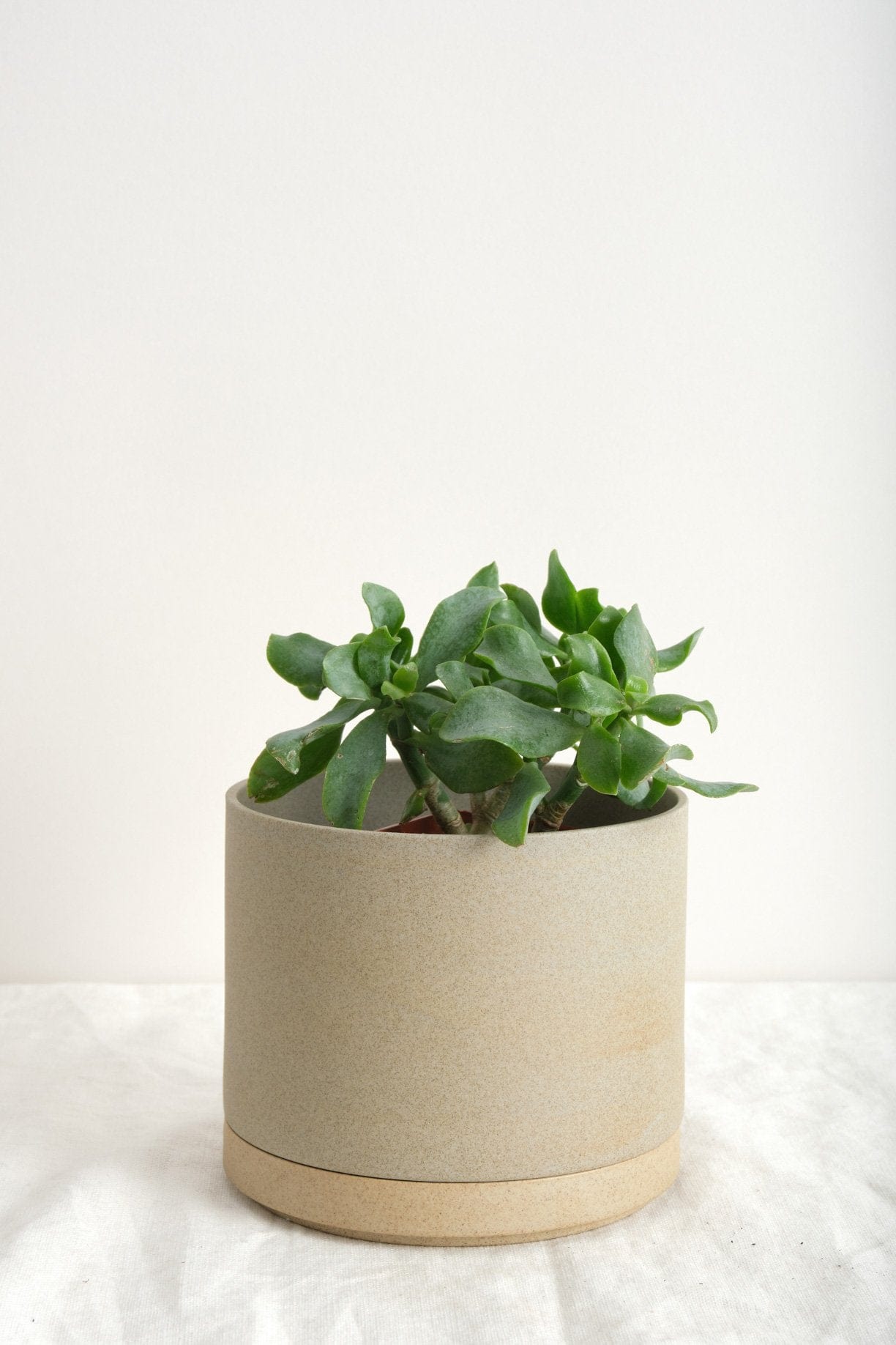 Hasami Porcelain Home Planters Large Planter Natural / 5" D X 4" H