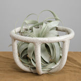 Virginia Sin Home Kitchen Containers Moth Fruit Bowl