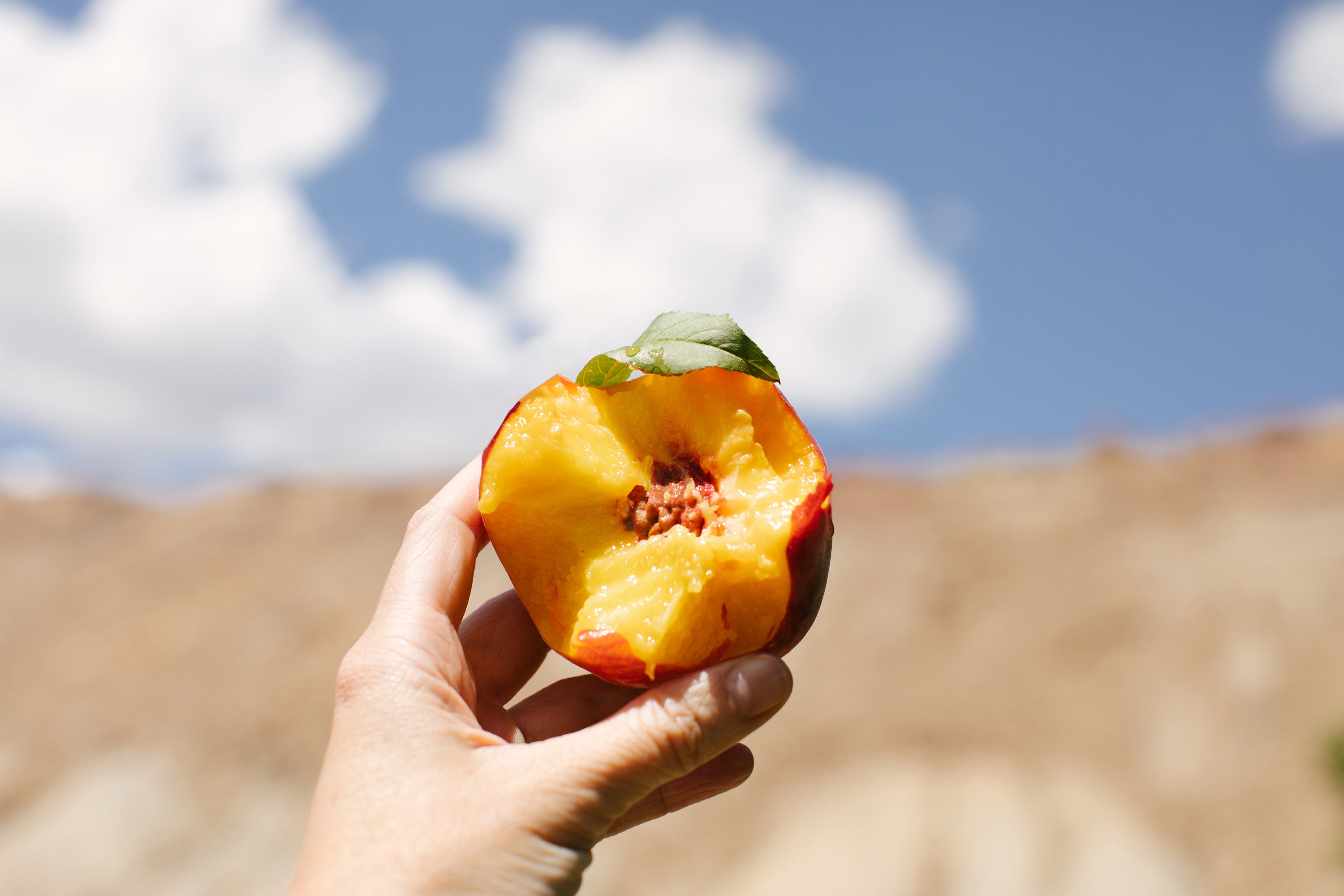 The Peach Crucible of Colorado
