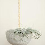 Hanging Planter