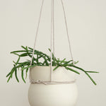 Cinched Planter
