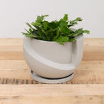 Light + Ladder Home Planters Small Vayu Planter in Stone Stone / 7.75” L X 7.75” W X 5” H