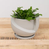 Light + Ladder Home Planters Small Vayu Planter in Stone Stone / 7.75” L X 7.75” W X 5” H