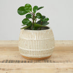 Mt Washington Pottery Small Planter In Speckled White