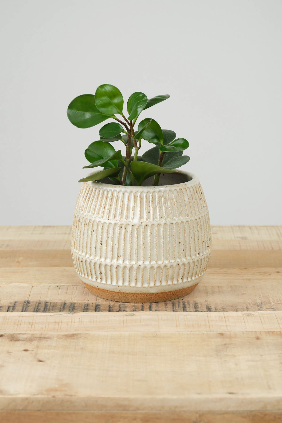 Mt Washington Pottery Small Planter In Speckled White