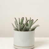 Hasami Porcelain Home Planters Large Planter Gloss Gray / 5" D X 4" H