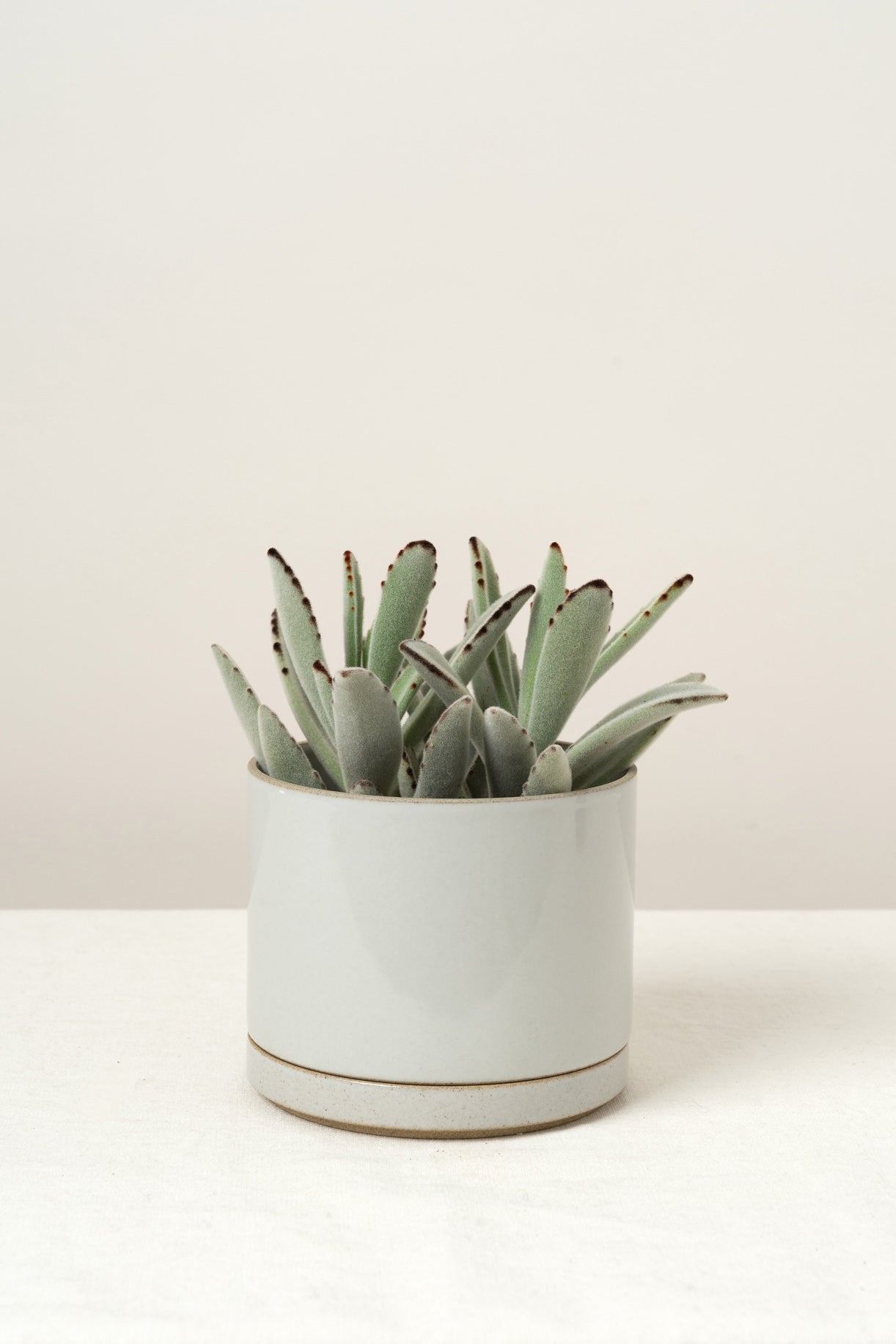 Hasami Porcelain Planter In Gloss Gray