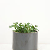 Hasami Porcelain Home Planters Large Planter Black / 5" D X 4" H