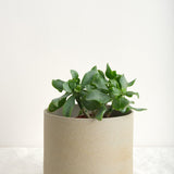 Hasami Porcelain Home Planters Large Planter Natural / 5" D X 4" H