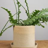 Kati Von Lehman Home Planters Flowerpot with Water Cache Calico / 6.5" D X 6.5" H
