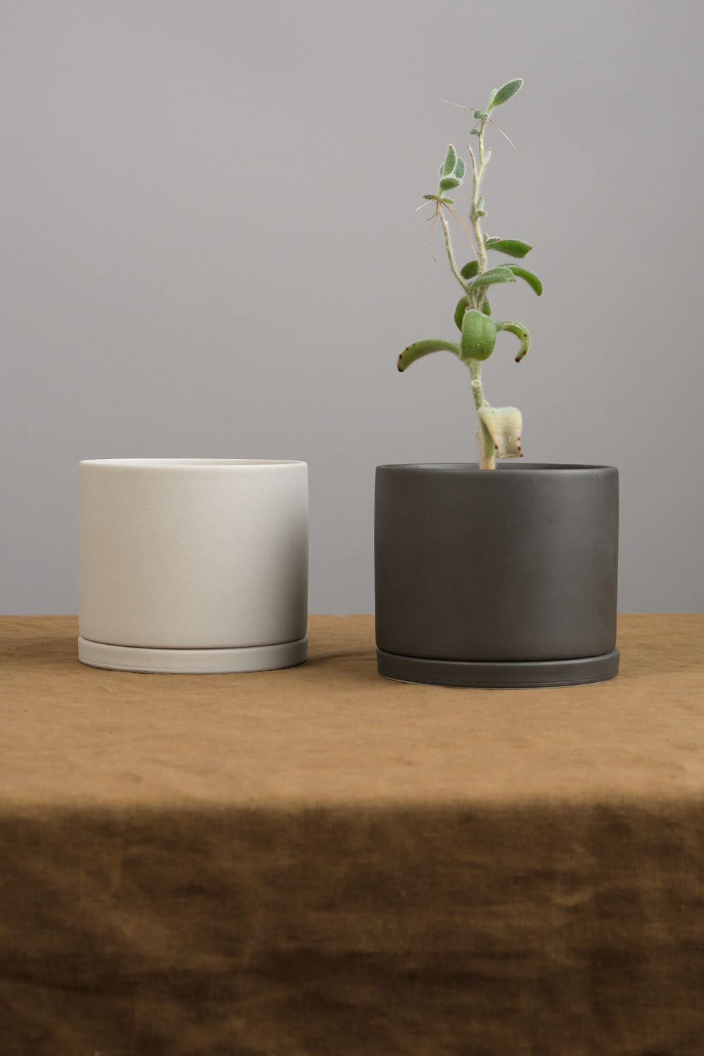 4" Plant Pots on table